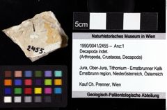 Foto (Objket + Etiketten) von Decapoda indet. 